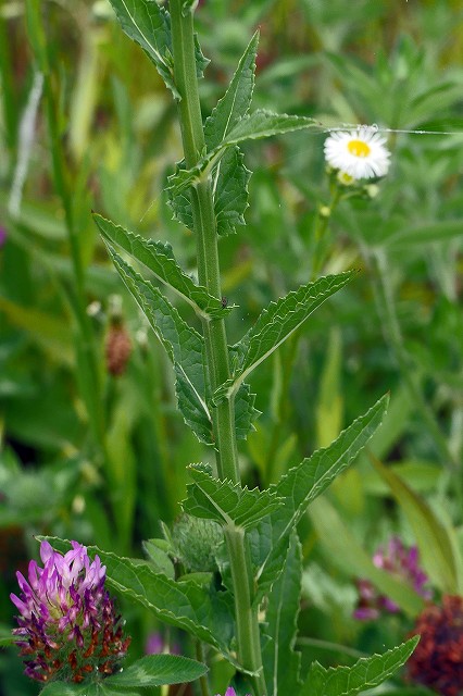 モウズイカの茎葉