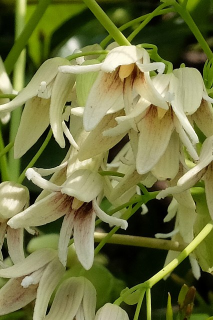 ムベの雄花