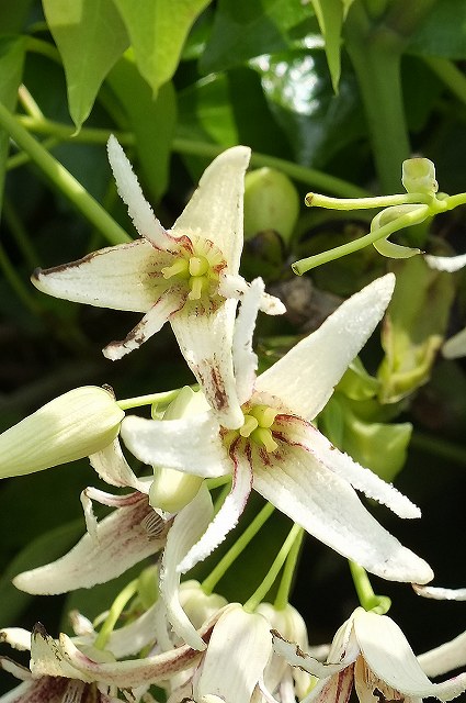 ムベの雌花