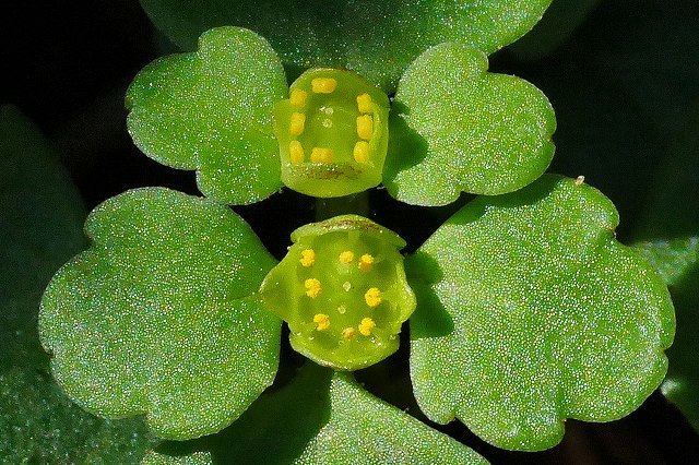 ムカゴネコノメソウの花