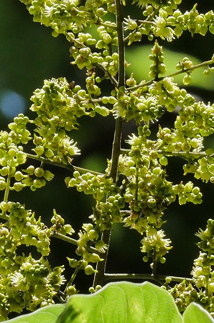 ムクロジの花序