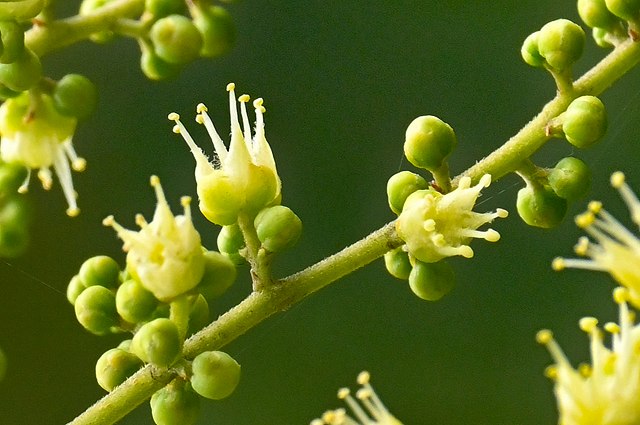 ムクロジの雄花