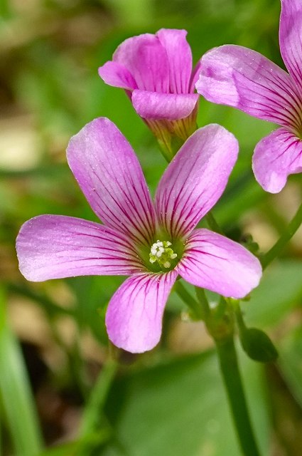 ムラサキカタバミの花