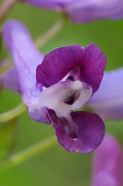 ムラサキケマンの花-2