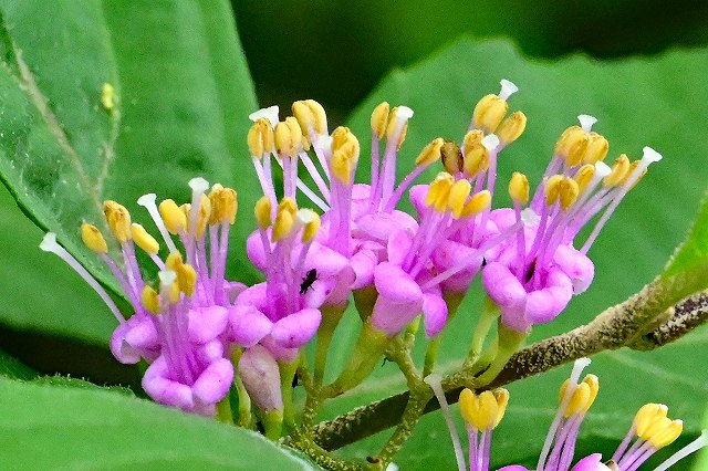 ムラサキシキブの花