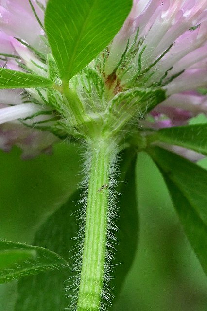 ムラサキツメクサの花茎