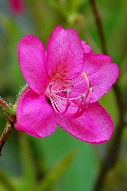 ムラサキヤシオツツジの花冠