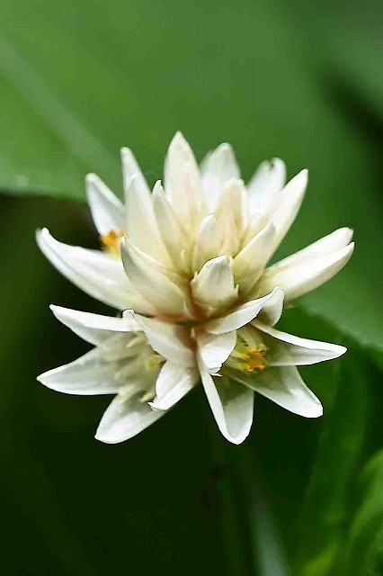 ナガエツルノゲイトウの花序