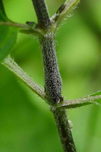 ナガバハエドクソウの茎