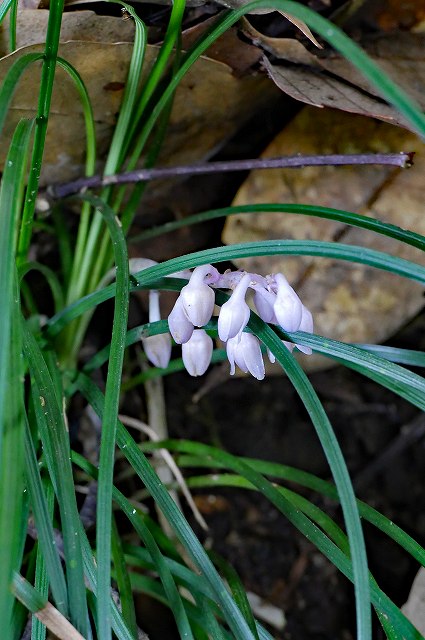 ナガバジャノヒゲの花