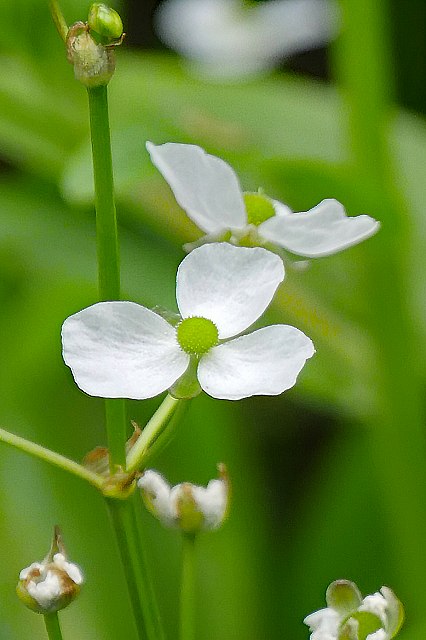 ナガバオモダカの花