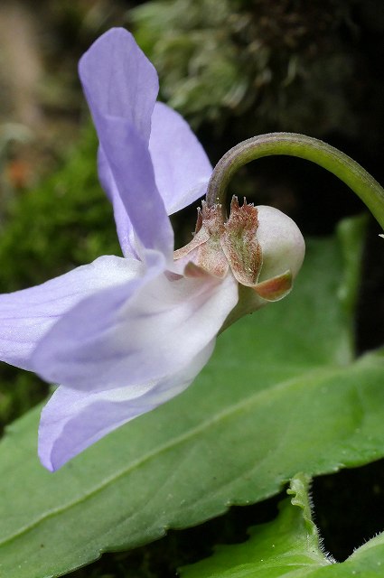 ナガバノスミレサイシンの花