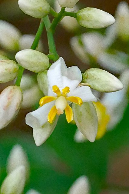 ナンテンの花