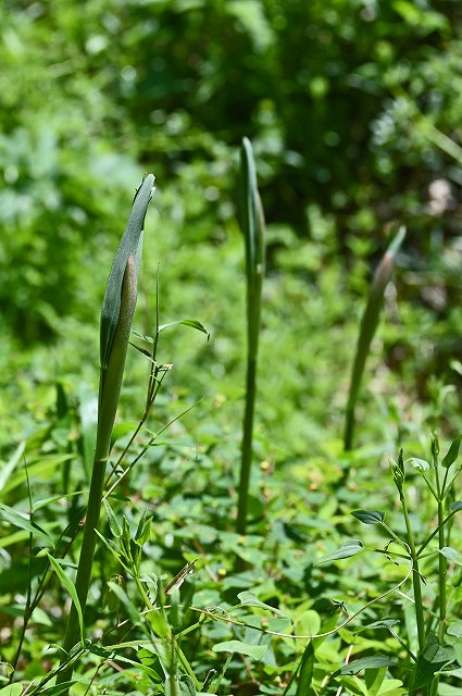 ナルコユリの新芽