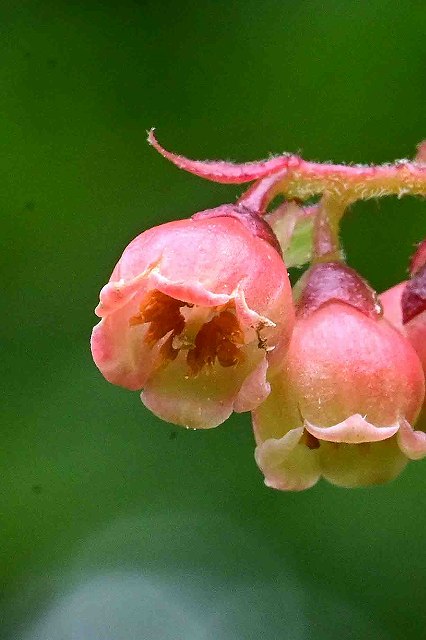 ナツハゼの花冠