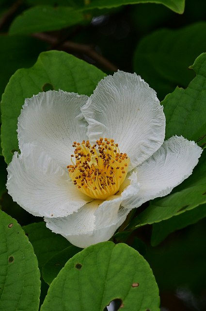 ナツツバキの花