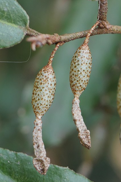 ナワシログミの実軸名果実