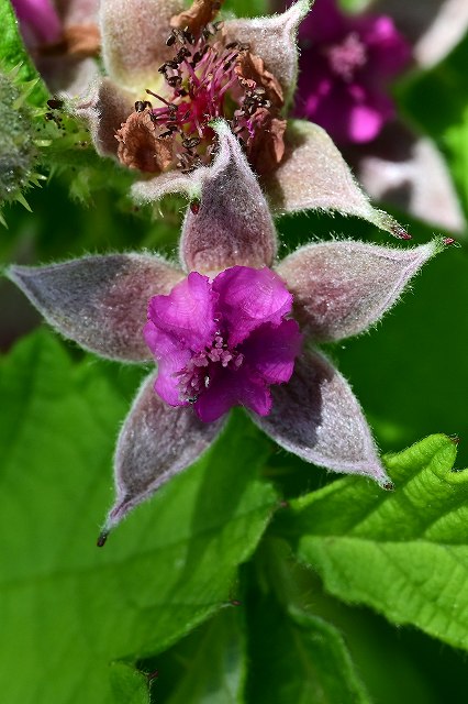 ナワシロイチゴの花