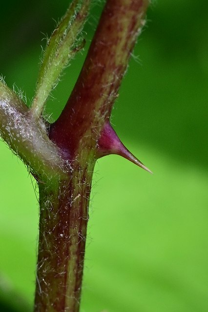 ナワシロイチゴの茎