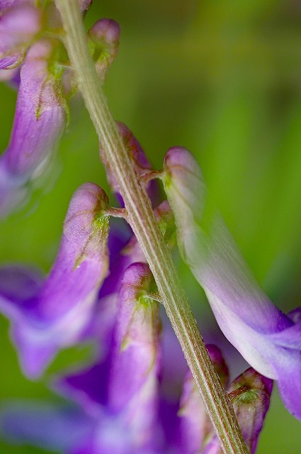 ナヨクサフジの花柄