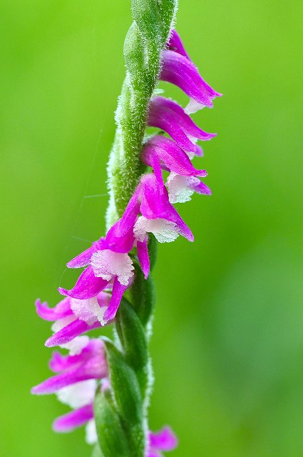 ネジバナの花