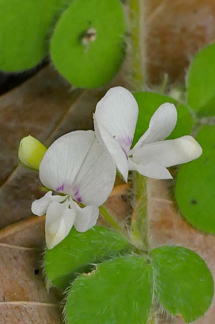 ネコハギの花