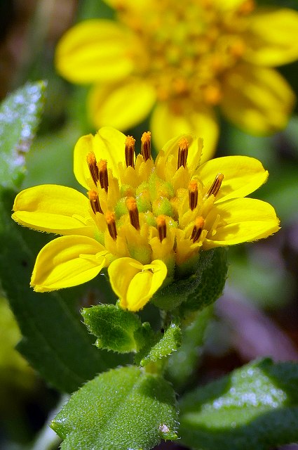 ネコノシタの花