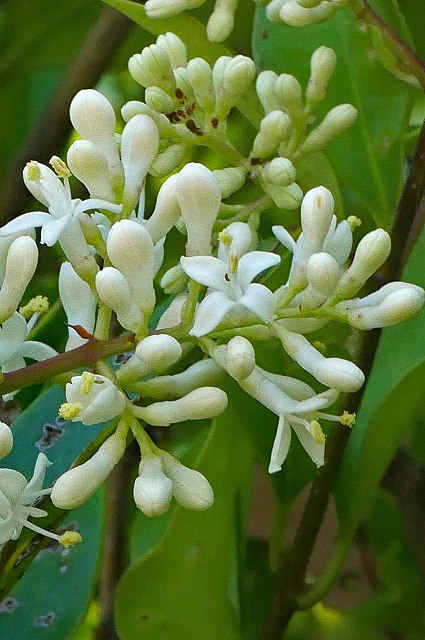 ネズミモチの花