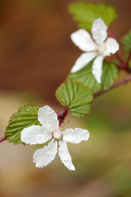 ニガイチゴの花