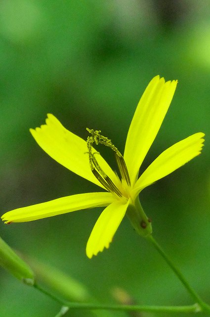 ニガナの頭花