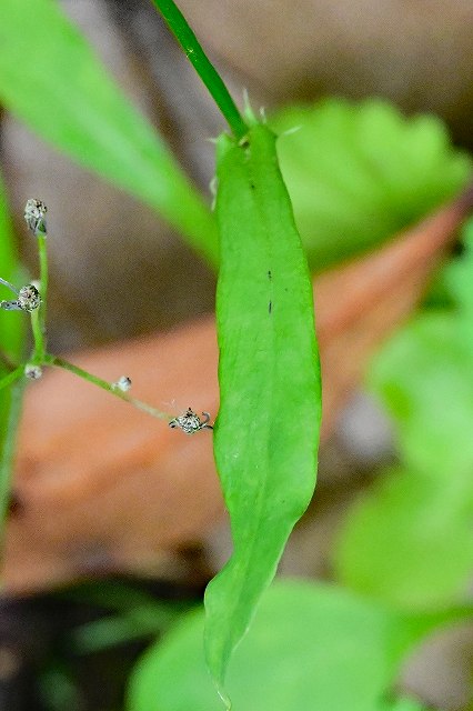 ニガナの茎葉