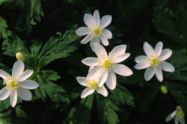 ニリンソウの花-2