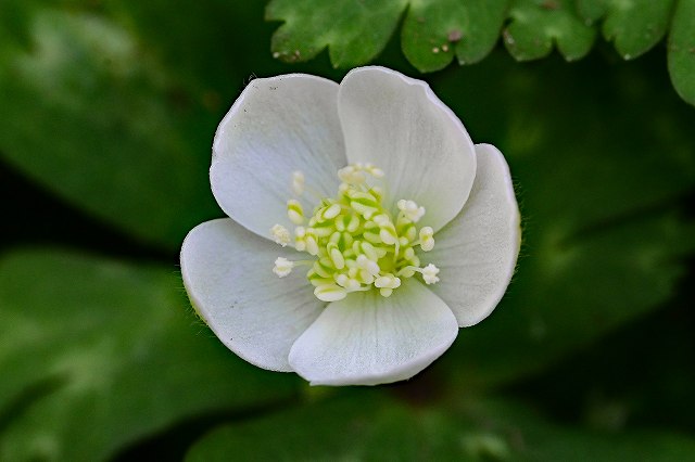 ニリンソウの花