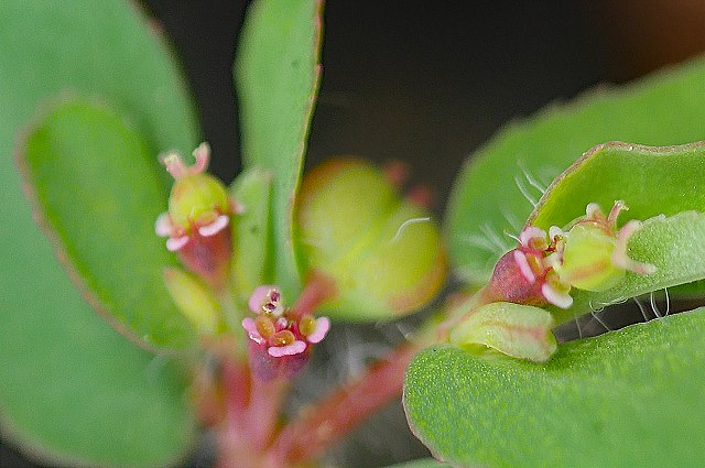 ニシキソウの花