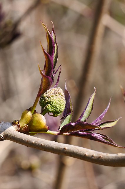 ニワトコの新芽