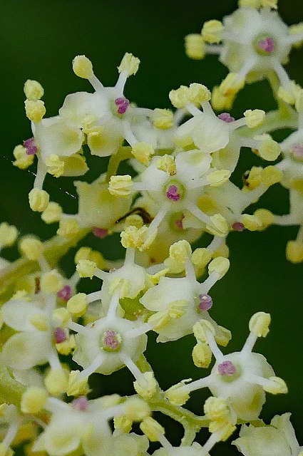 ニワトコの花