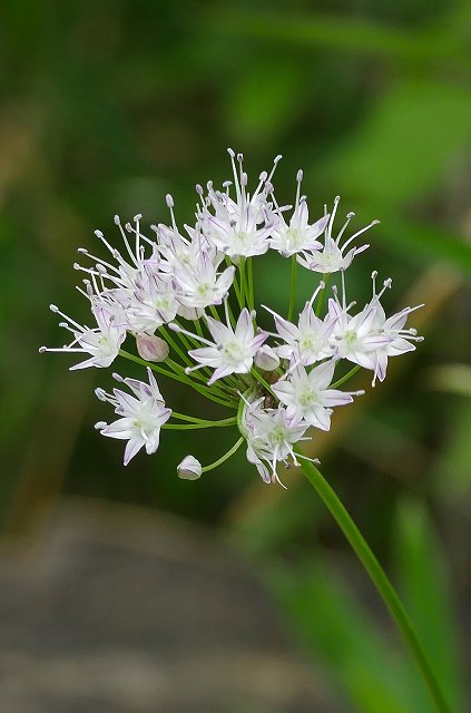 ノビルの花