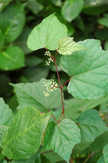 ノブドウの花