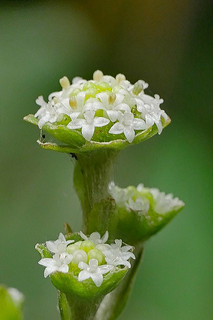 ノブキの花