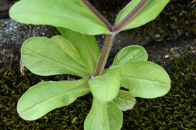 ノヂシャの茎と葉