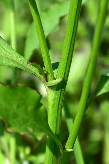 ノゲイトウの茎