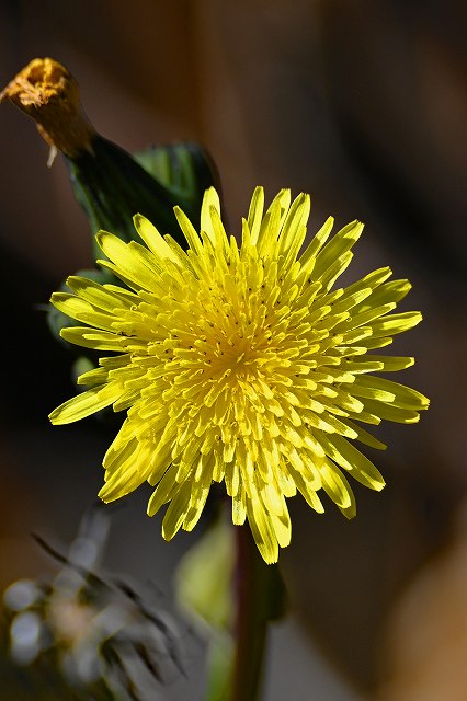 ノゲシの頭花