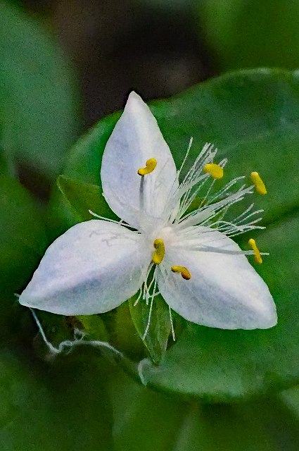 ノハカタカラクサの花