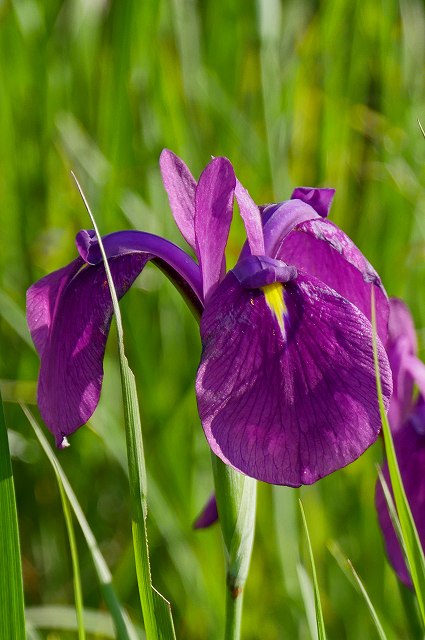 ノハナショウブの花