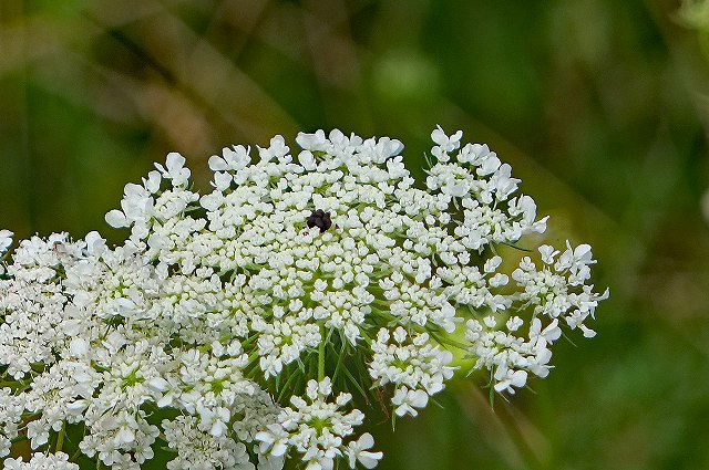 ノラニンジンの花