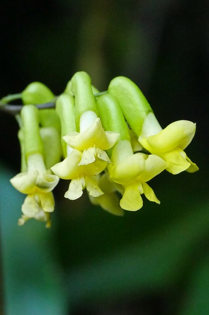 ノササゲの花