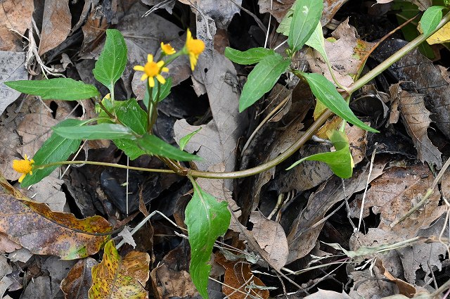 ヌマツルギクの茎