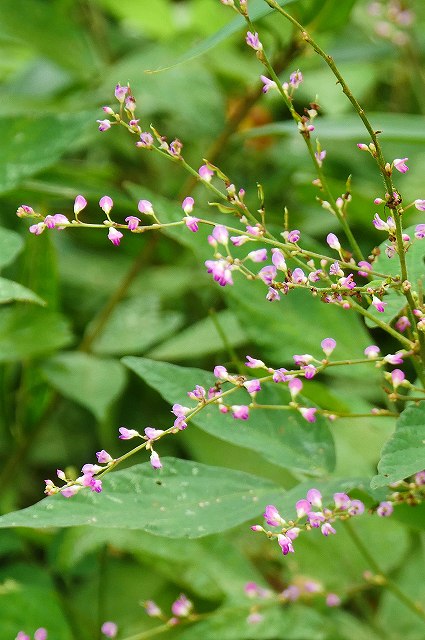 ヌスビトハギの花