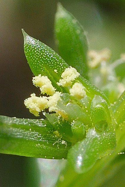 オカヒジキの花