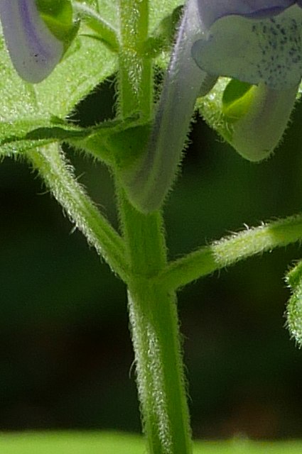 オカタツナミソウの茎